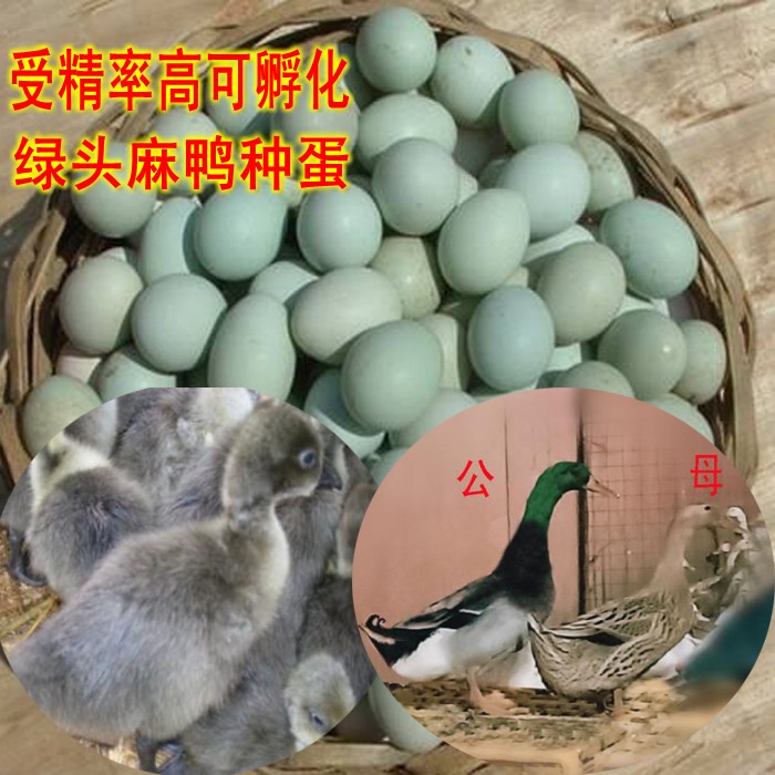 农家散养可孵化绿壳麻鸭种蛋