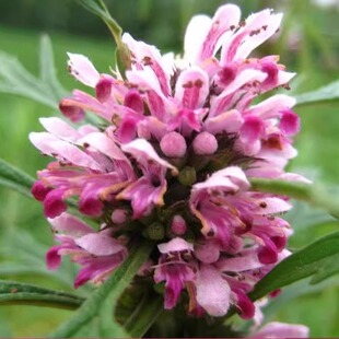 益母草种子益母蒿益母艾红花艾坤草野天麻灯笼草铁麻干
