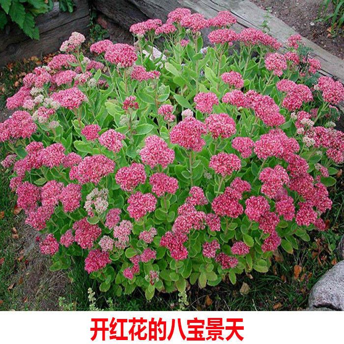 种苗--八宝景天华丽景天长药八宝大叶活血三七对叶景天红花蝎子草