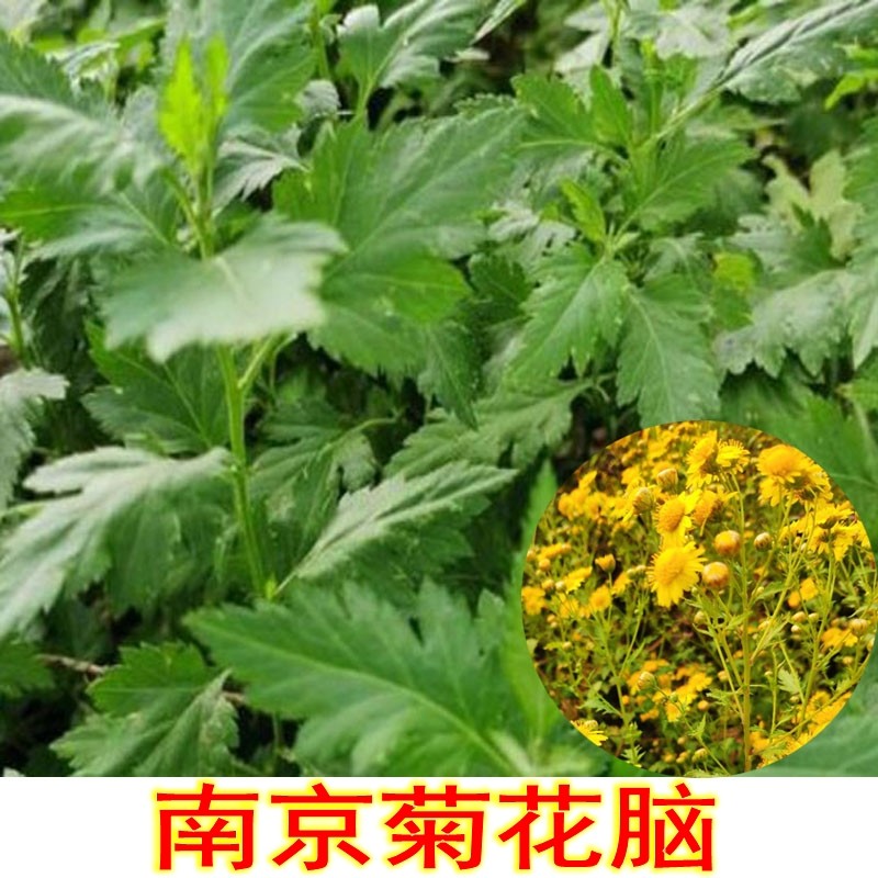 菊花脑带根苗子大叶南京正宗鲜菜野菊花可种植盆栽食用菜用做汤