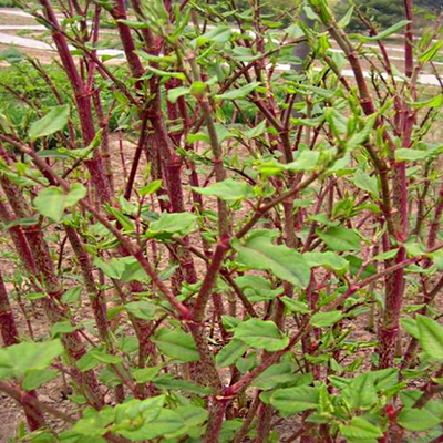 虎杖带根苗子花斑竹中药材新鲜