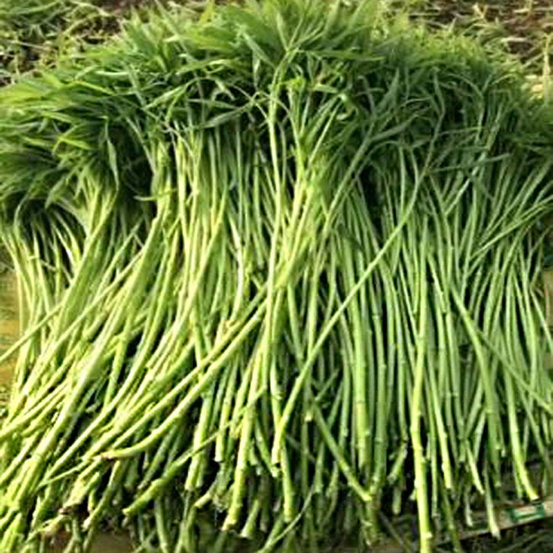 正宗芦蒿带根苗子可种植盆栽新鲜可食用青蒿柳叶蒿现挖现发种苗