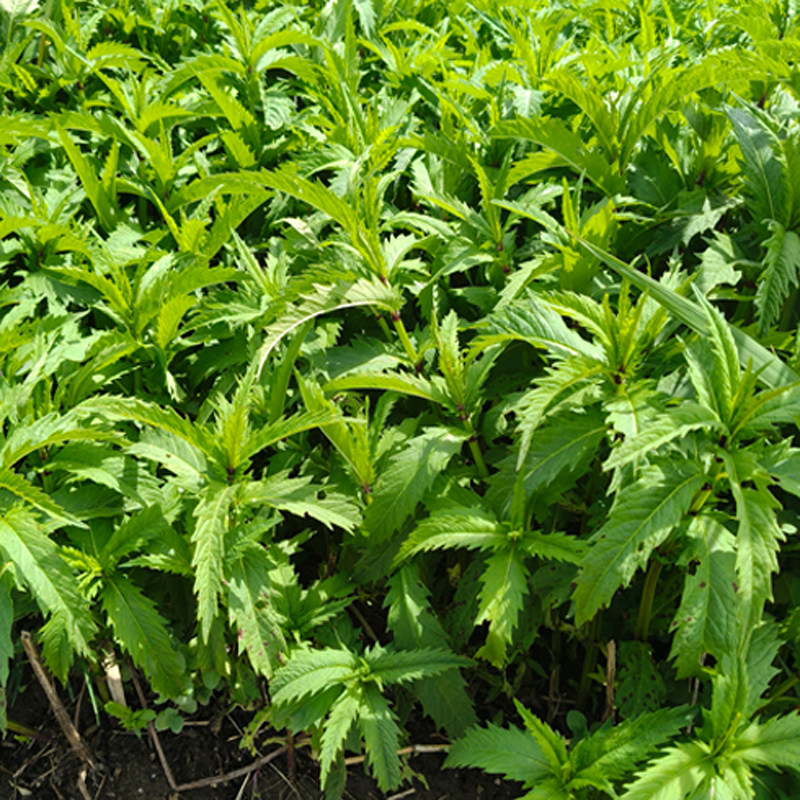地参泽兰带根苗子可种植地笋地环虫草可食用种苗果实新鲜现挖现发