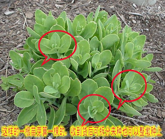 种苗-八宝景天华丽景天长药八宝大叶活血三七对叶景天红花蝎子草