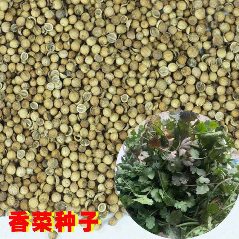 香菜老品种趴地半直立新季可种植可食用农家种植芫荽包邮