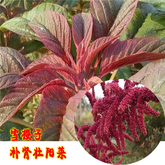 雪樱子种子苋菜  四季播种 真男人菜皇帝菜 雪樱子干菜