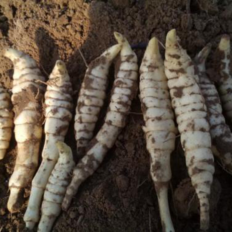 地参笋子虫草参蚕子食用果实