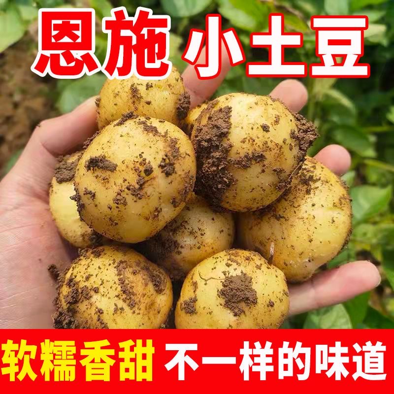 恩施小土豆10斤包邮新鲜士豆黄心软糯富硒农家蔬菜高山马铃薯洋芋 水产肉类/新鲜蔬果/熟食 土豆 原图主图