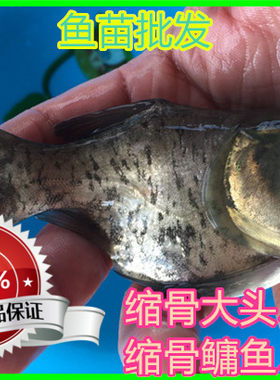 淡水缩骨大头花鲢鱼苗活体包邮