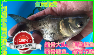 淡水缩骨大头鱼苗缩骨鳙花鲢鱼苗仙骨大头鱼苗全场甩卖 包活 包邮