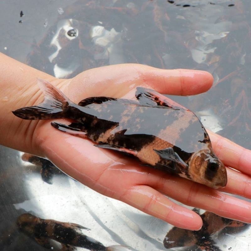 胭脂鱼苗 燕雀鱼苗 活体鱼苗 黄排鱼苗 粉排鱼苗 火烧鳊鱼苗,宠物/宠物食品及用品,鱼,淘宝优惠券,粉丝福利购,淘宝优惠卷