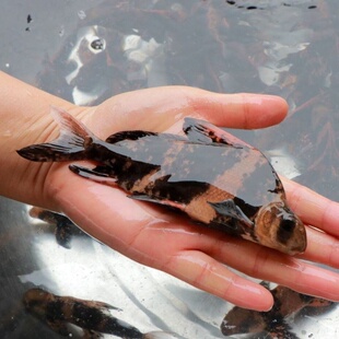 胭脂鱼苗 燕雀鱼苗 活体鱼苗 黄排鱼苗 粉排鱼苗 火烧鳊鱼苗