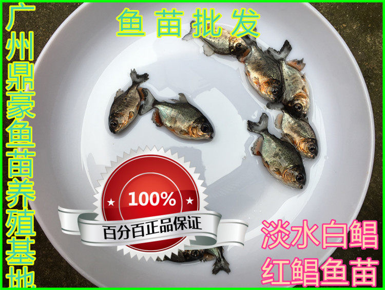 淡水鲳鱼苗出售白鲳鱼苗红鲳鱼苗红腹鲳鱼苗全场包邮包活新上市