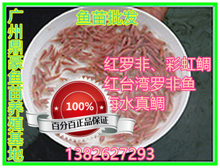 免邮 红色罗非鱼苗 红腊鱼苗 彩虹鲷鱼苗 优质单性红罗非鱼苗活体