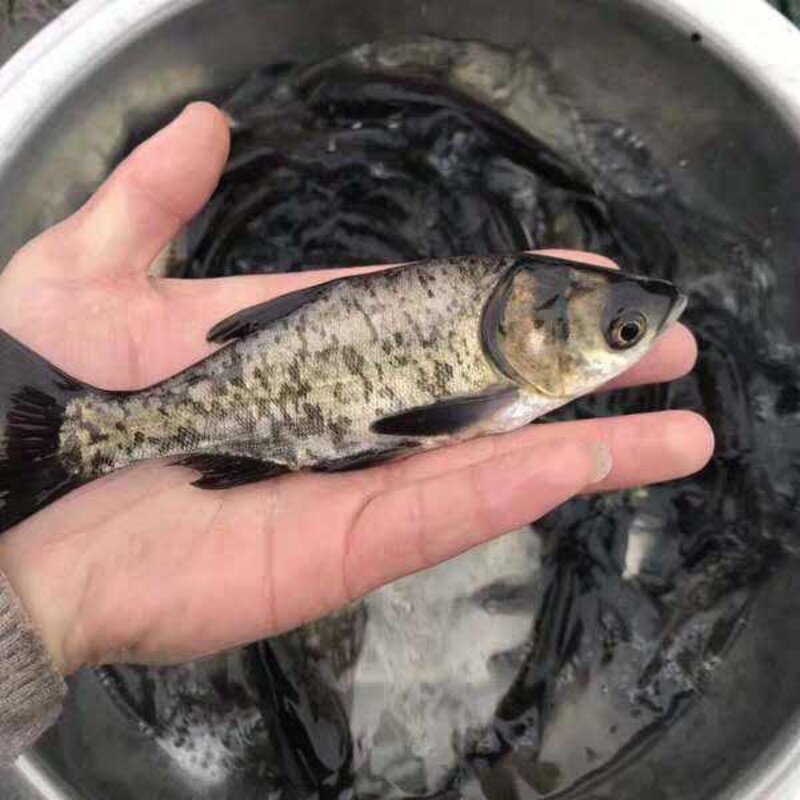 优质花鲢鱼苗大头鱼苗雄鱼苗淡水胖头鱼苗鲢鳙鱼苗活体四大家鱼苗