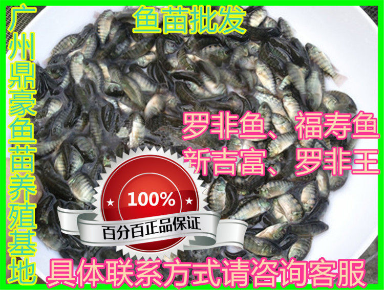 淡水罗非鱼苗活体包邮包活图片