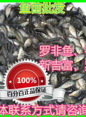 淡水罗非鱼苗活体包邮包活