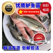 优鲈3号加州鲈鱼苗淡水养殖鲈鱼苗大口黑鲈路亚渔场直销 包活 包邮