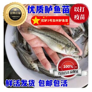 优鲈3号加州鲈鱼苗淡水养殖鲈鱼苗大口黑鲈路亚渔场直销包邮包活
