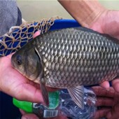 中科五号鲫鱼苗四倍体鲫鱼苗彭泽鲫高背鲫中科三号工程鲫鱼苗 包邮