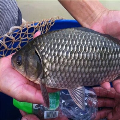 正宗中科五号鲫鱼苗活体包邮包活