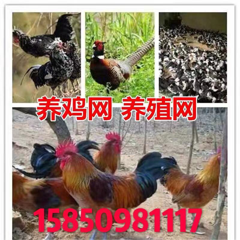 养殖网养鸡网尼龙网拦鸡网围鸡网家禽塑料网护栏网菜园围网防护网