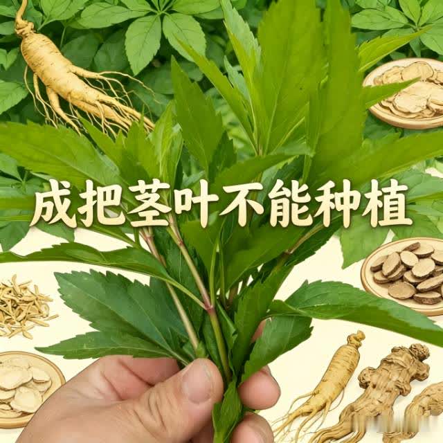 伤力草茎叶伤力草茎叶烘焙茎叶商丘特产端午及新鲜端午节可食用