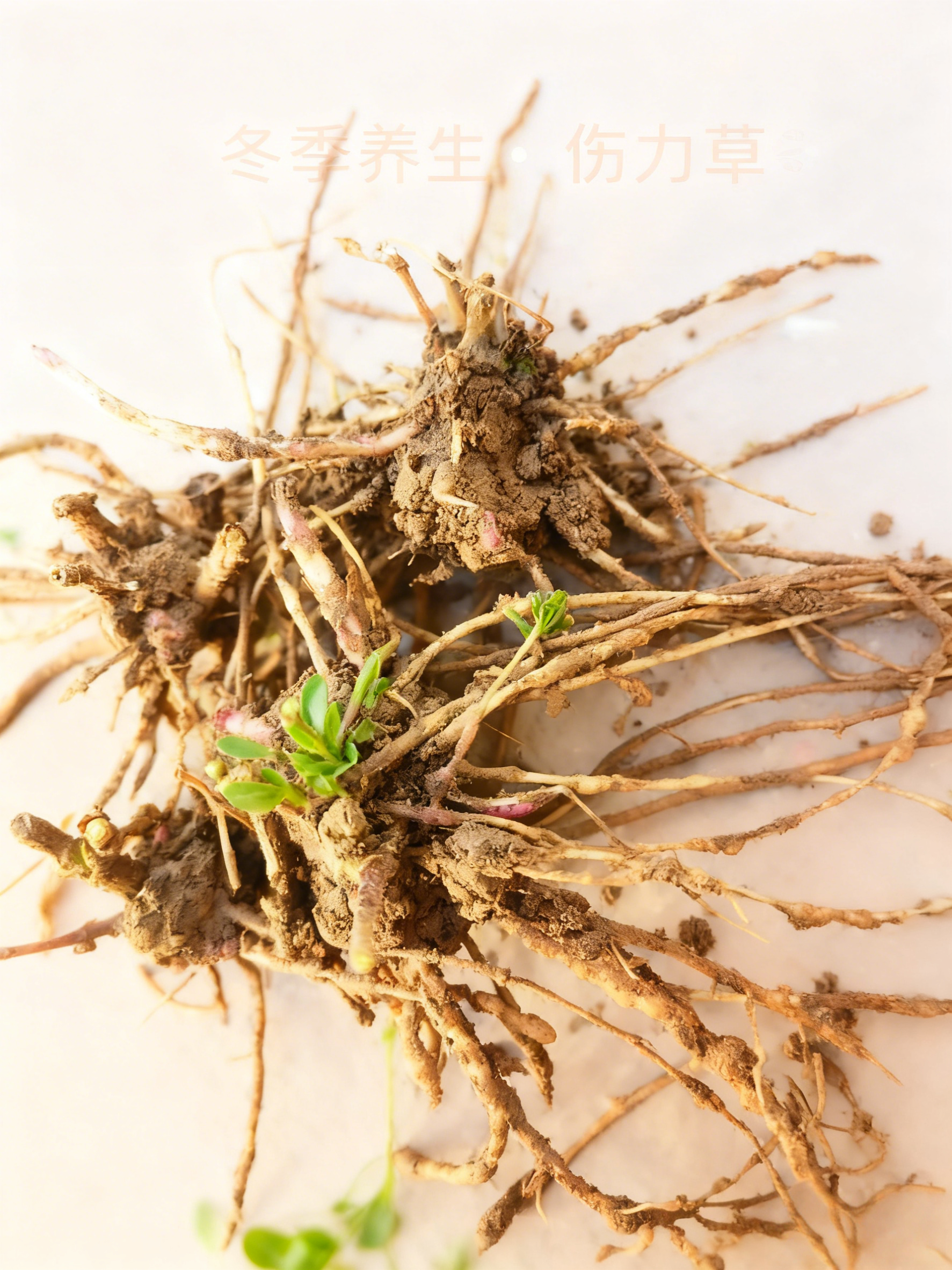 伤力草商丘天然中成药强身健体新鲜伤力草损伤伤力草苗端午节楼顶