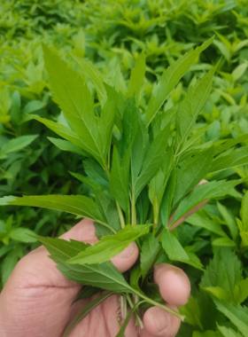 伤力草茎叶伤力草茎叶烘焙茎叶商丘特产端午及新鲜端午节可食用