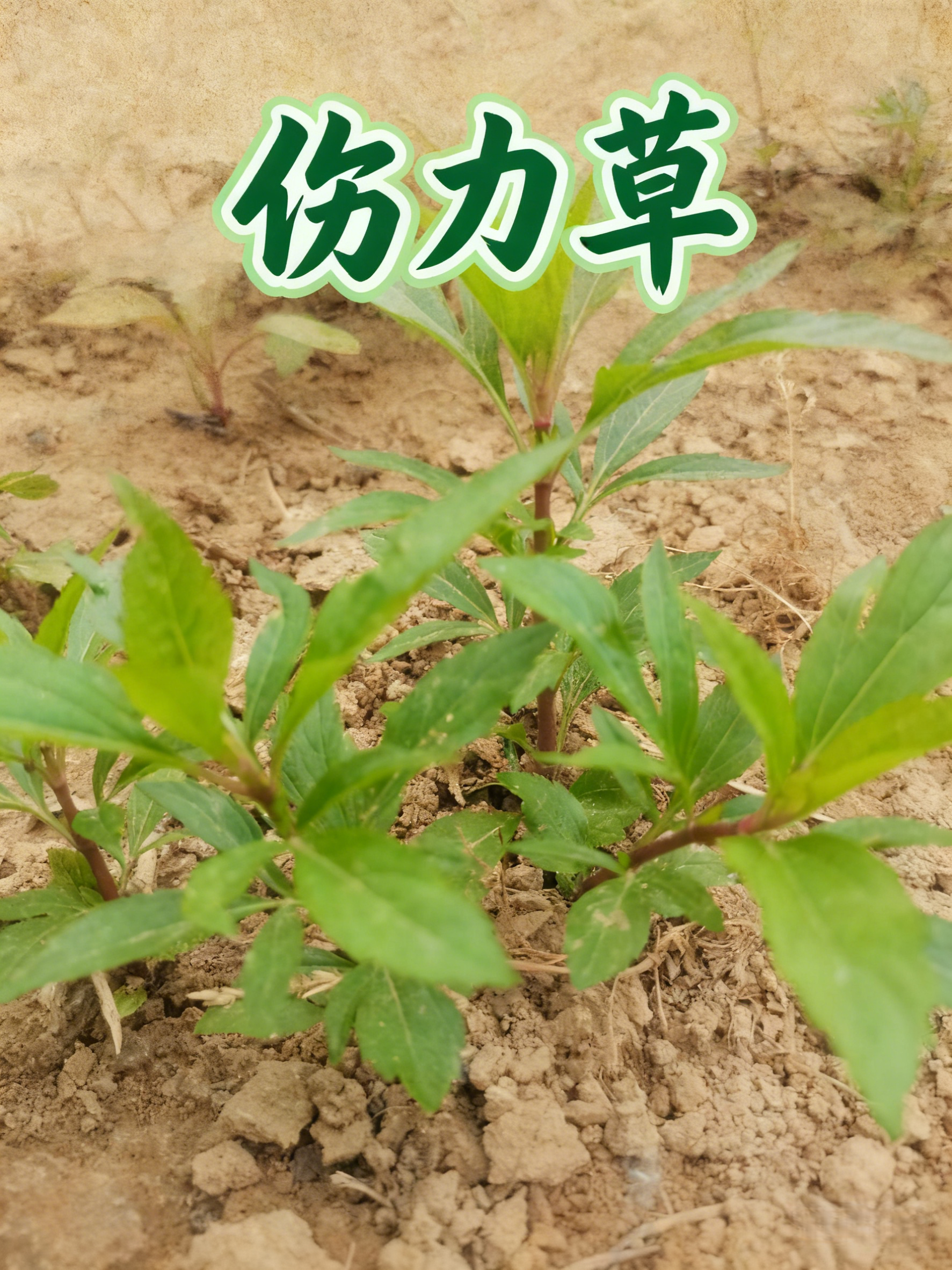 伤力草商丘天然中成药强身健体新鲜伤力草损伤伤力草苗端午节楼顶