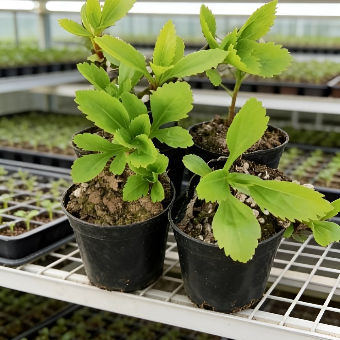 伤力草苗盆栽原土南北室内外阳台庭院种植可食用伤力草苗,鲜花速递/花卉仿真/绿植园艺,绿植,淘宝优惠券,粉丝福利购,淘宝优惠卷