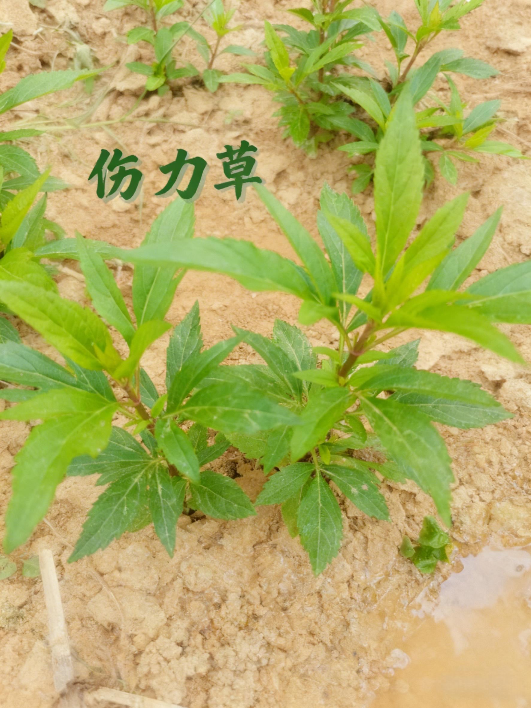 伤力草商丘天然中成药强身健体新鲜伤力草损伤伤力草苗端午节楼顶