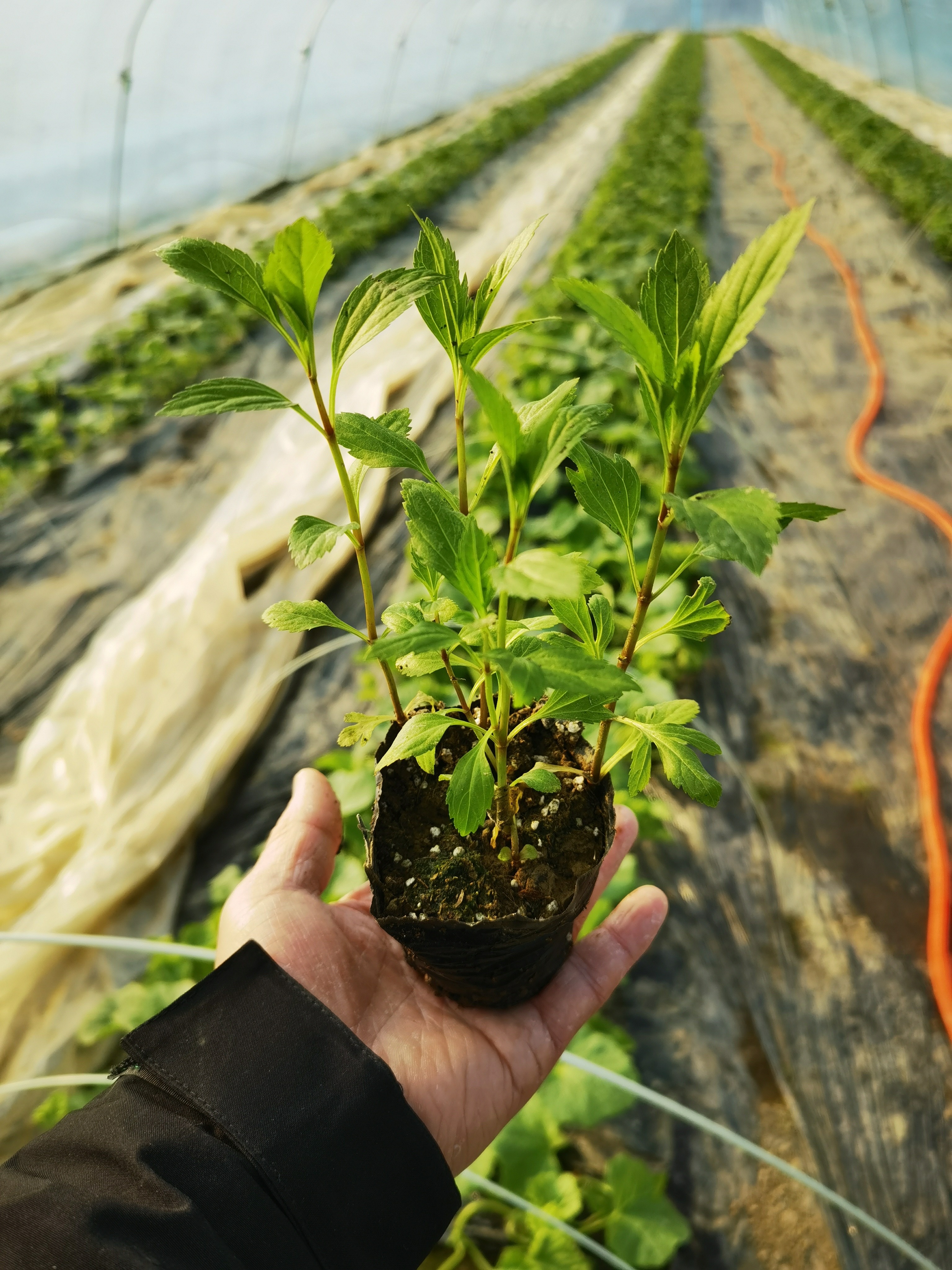 伤力草苗盆栽原土南北室内外阳台庭院种植可食用伤力草苗