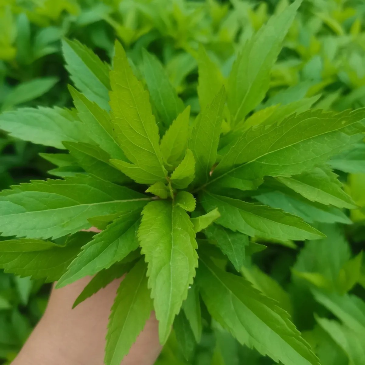 新鲜现采伤力草,商丘特产先发现采保鲜发货,伤力草补气强身四季