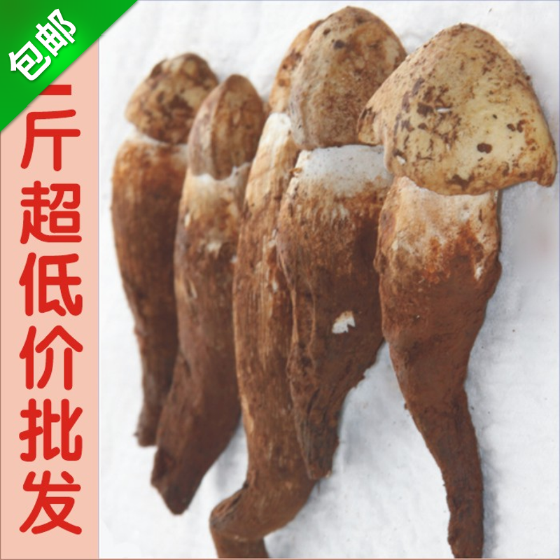 2024顺丰包邮2斤云南食用野生菌新鲜大鸡枞菌 荔枝菌 伞把菇