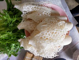 包邮500克新鲜竹花食用菌蘑菇产地直销餐厅菌中皇后