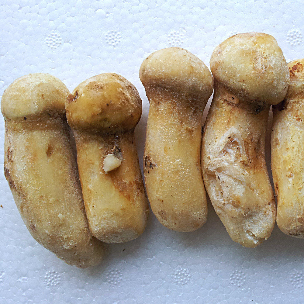 顺丰包邮云南香格里拉速冻松茸菌1000克出口级7一9cm