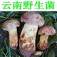 云南野生见手青 包邮 新鲜白葱牛肝菌精品 2斤销售顺丰