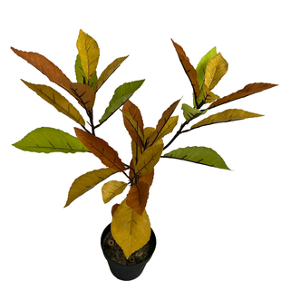 仿真植物秋色青杠叶绿植园林造景户外装饰插花假青冈叶仿真栗树叶