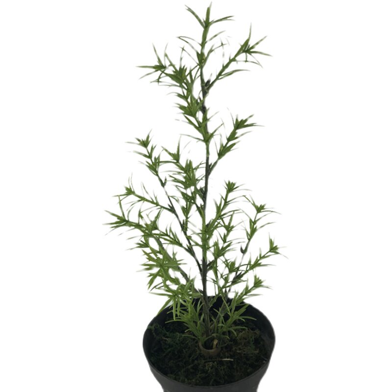 仿真植物艾菊叶迷迭香叶单枝支手工田园盆栽落地摆设爆款厂家销售