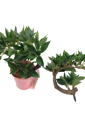 新品仿真植物窄基红叶橄榄田园