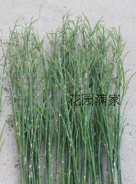 仿真假树叶问荆叶单枝梭梭草叶香附子沙漠盆景植物创意厂家直销