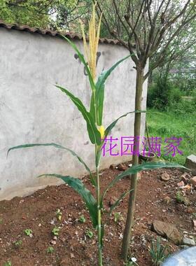 仿真植物玉米叶果树绿