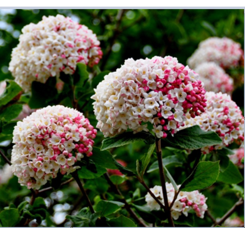 带有香味的红蕾木绣球