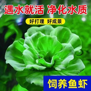 水芙蓉水草养龟养鱼躲避浮萍水培植物净化水质庭院古法缸鱼缸造景