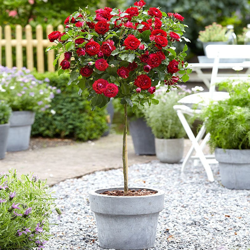 纯红色皇家胭脂棒棒糖树状月季花苗盆栽四季阳台庭院浓香花卉植物