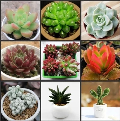 多肉植物组合多品种绿植微景观 桌面迷你盆栽花卉