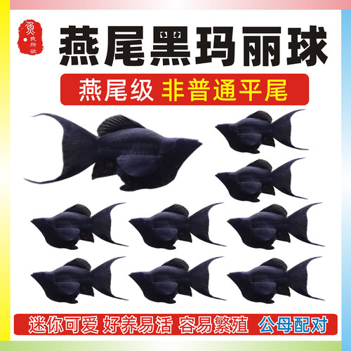 公母高帆燕尾玛丽球热带淡水包邮