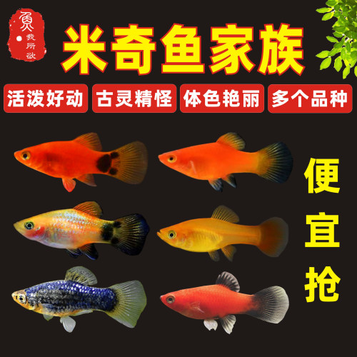米奇鱼淡水鱼好养包邮