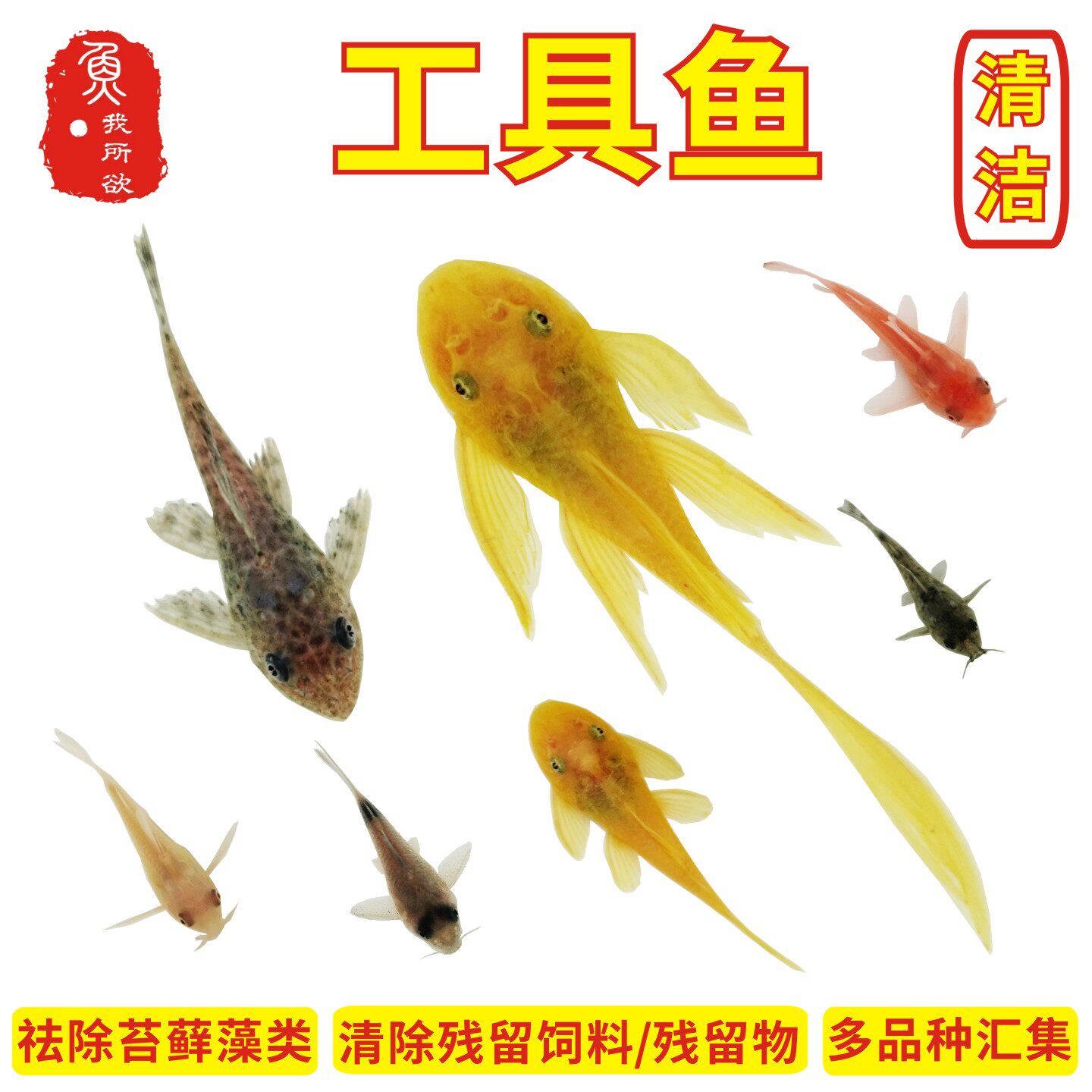 清道夫粉红鼠鱼清洁鱼工具鱼除藻鱼除苔藓吃垃圾黄金大帆胡子鱼